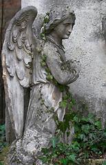 Image showing Stone angel