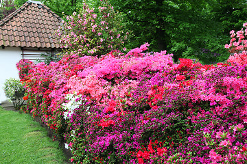 Image showing Magnificent display of azaleas in a garden