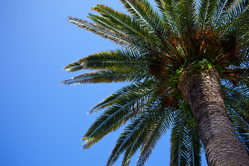 Image showing palm tree