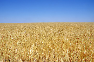 Image showing yellow spikes on field