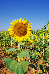 Image showing Closeup of sun flower and blue sky