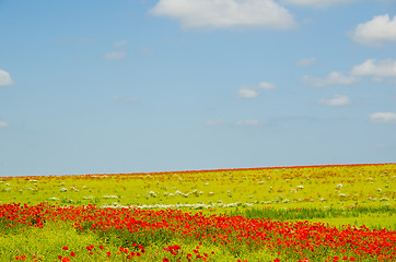 Image showing Colorful field