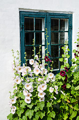 Image showing Summer flowers at a window