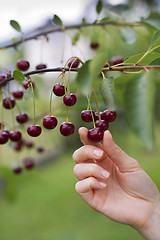 Image showing Cherries