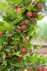 Image showing Gooseberries