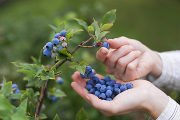 Image showing Blueberries