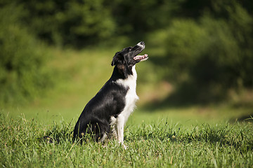 Image showing Border collie