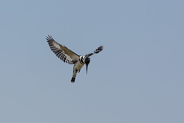 Image showing Hovering Pied Kingfisher 