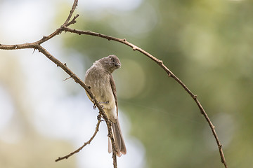 Image showing Little bird on a twig