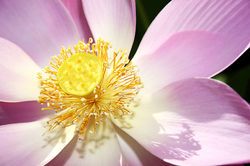 Image showing Sacred Lotus Flower