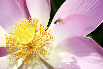 Image showing Sacred Lotus Flower