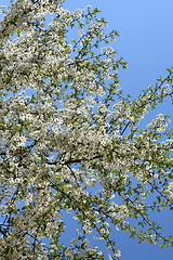 Image showing flowering cherry