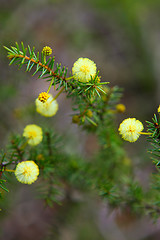 Image showing Wattle Seedling Acacia Decurrens