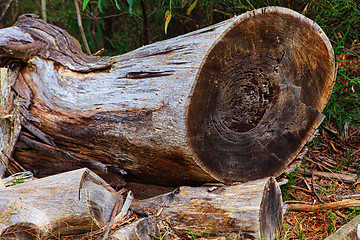 Image showing Felled Tree