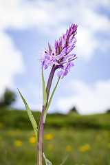 Image showing wild orchid