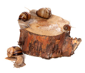 Image showing Snails on pine-tree stump