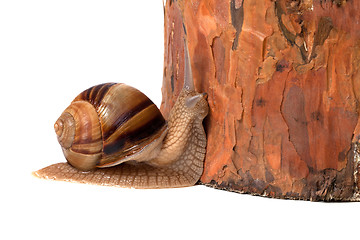 Image showing Snail and pine tree