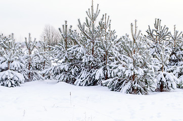 Image showing snow frost cover young pine grove cold winter time 