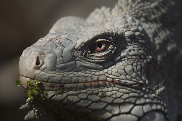 Image showing Iguana