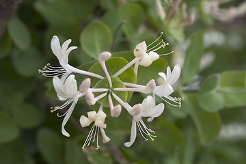 Image showing honeysuckle close up