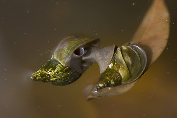 Image showing great pond snail