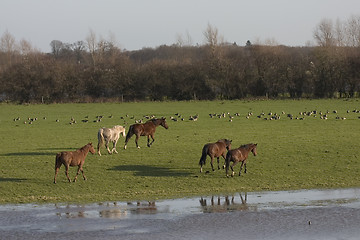 Image showing wild horses