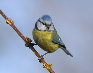 Image showing Blue tit