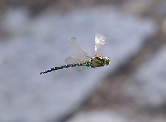 Image showing Flying dragonfly