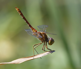 Image showing Dragonfly