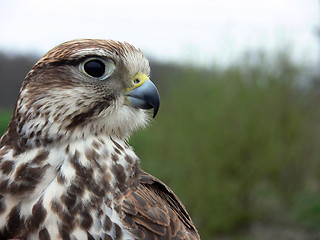 Image showing hawk