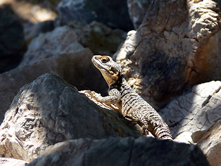 Image showing lizzard