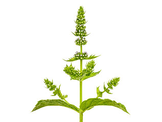 Image showing mint with flowers