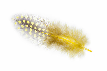 Image showing Guinea fowl feather in yellow on a white background