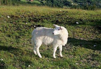 Image showing Lamb