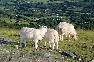 Image showing Grazing sheep