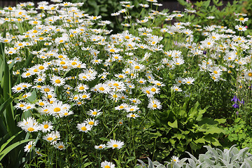 Image showing Beautiful daisies