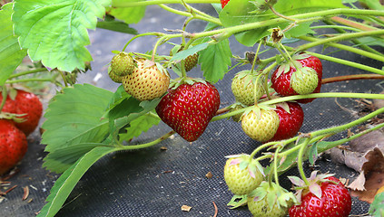 Image showing Branch of strawberries