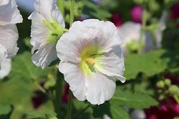 Image showing White Mallow flowers