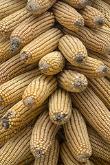 Image showing Dry Corn