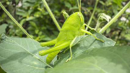 Image showing grasshopper