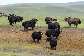 Image showing Tibetan Yaks