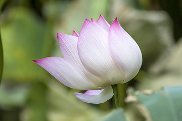 Image showing Lotus flower