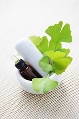 Image showing Ginkgo biloba essential oil