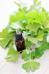 Image showing Ginkgo biloba essential oil