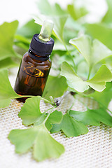 Image showing Ginkgo biloba essential oil