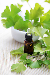 Image showing Ginkgo biloba essential oil