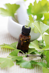 Image showing Ginkgo biloba essential oil