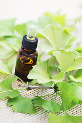 Image showing Ginkgo biloba essential oil