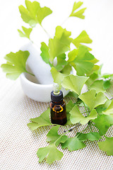 Image showing Ginkgo biloba essential oil