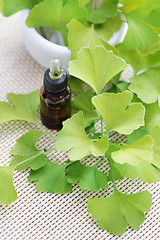 Image showing Ginkgo biloba essential oil